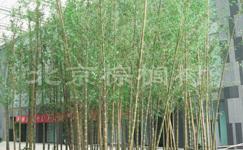 Bamboo